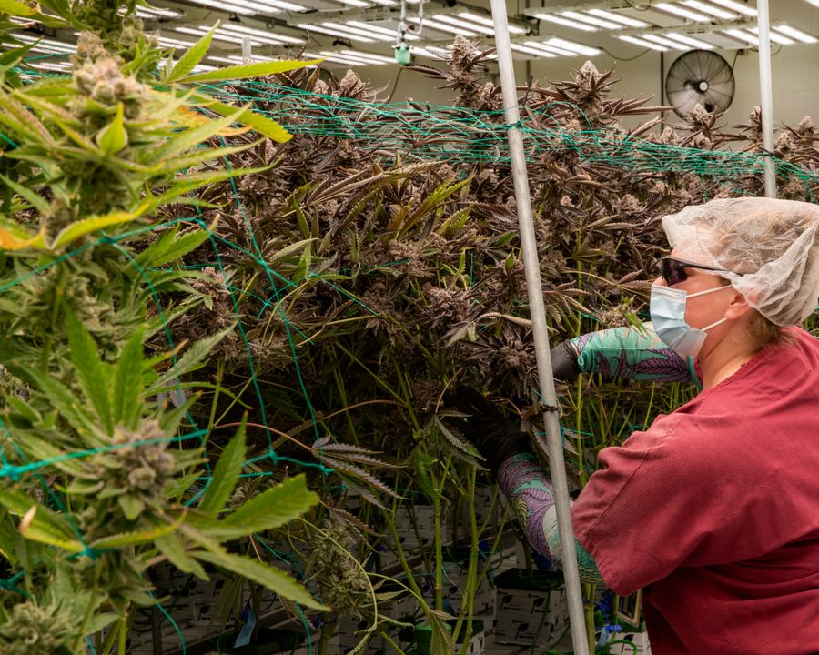 Cultivation technician tending plants in a licensed cannabis grow facility