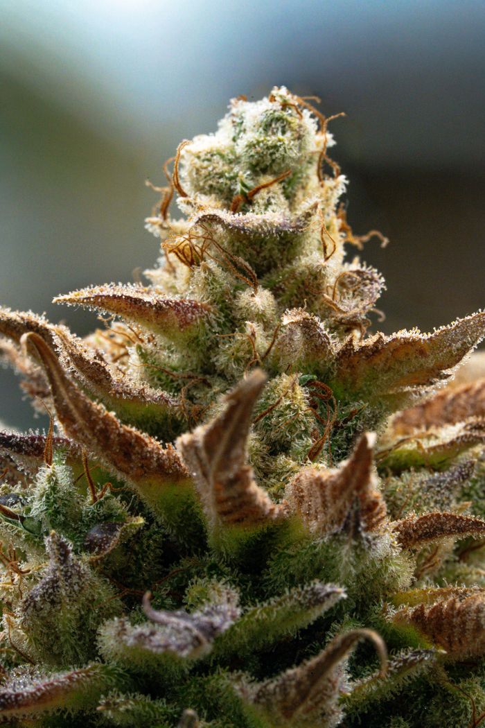 Hybrid cannabis bud with orange pistils