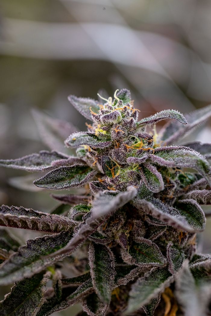 Close-up of a purple indica flower covered in trichomes