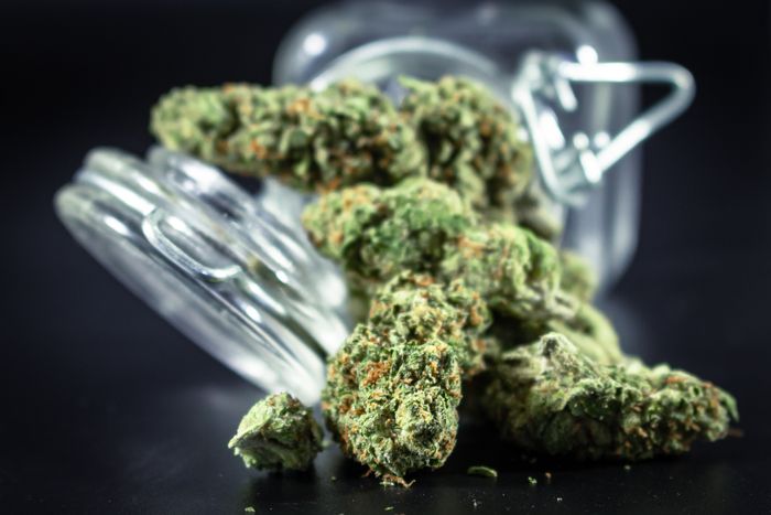 Cannabis flower spilling from a glass jar