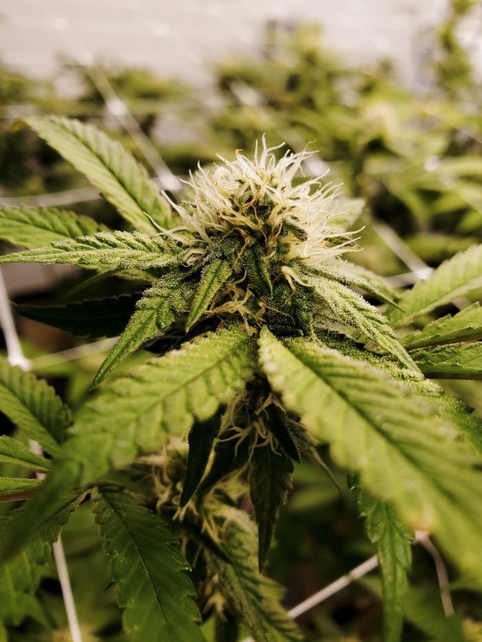Sativa cannabis flower with sharp green leaves