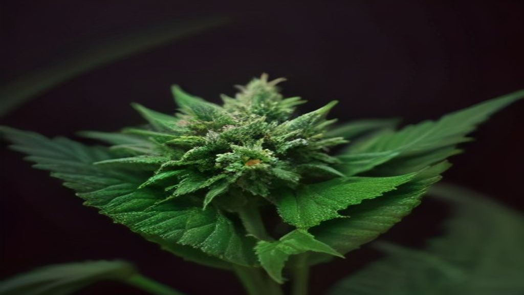 Can You Buy Recreational Cannabis in Colorado Springs?